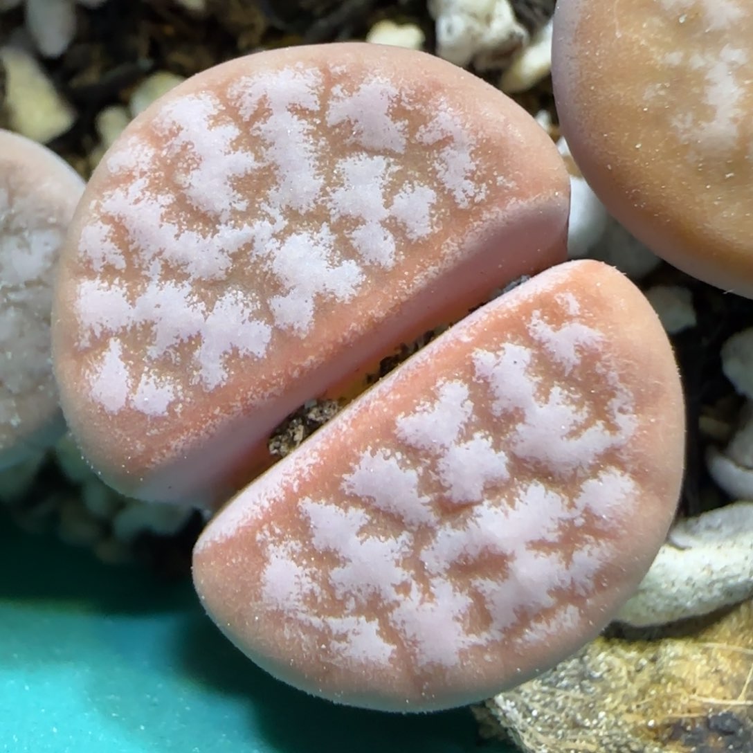 1.13 上播福利 拿铁 6015