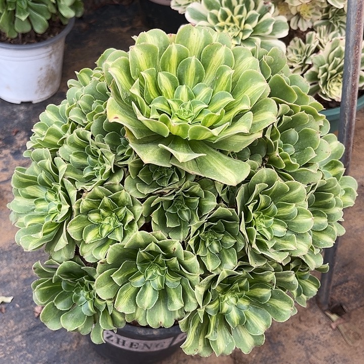 多肉植物琉璃法师2号