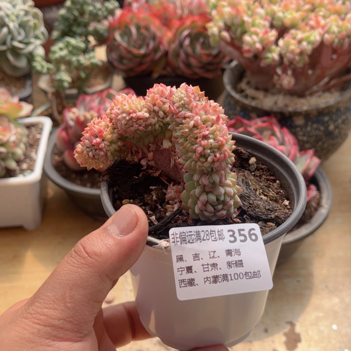 【闪购商品】356小粉梅缀
