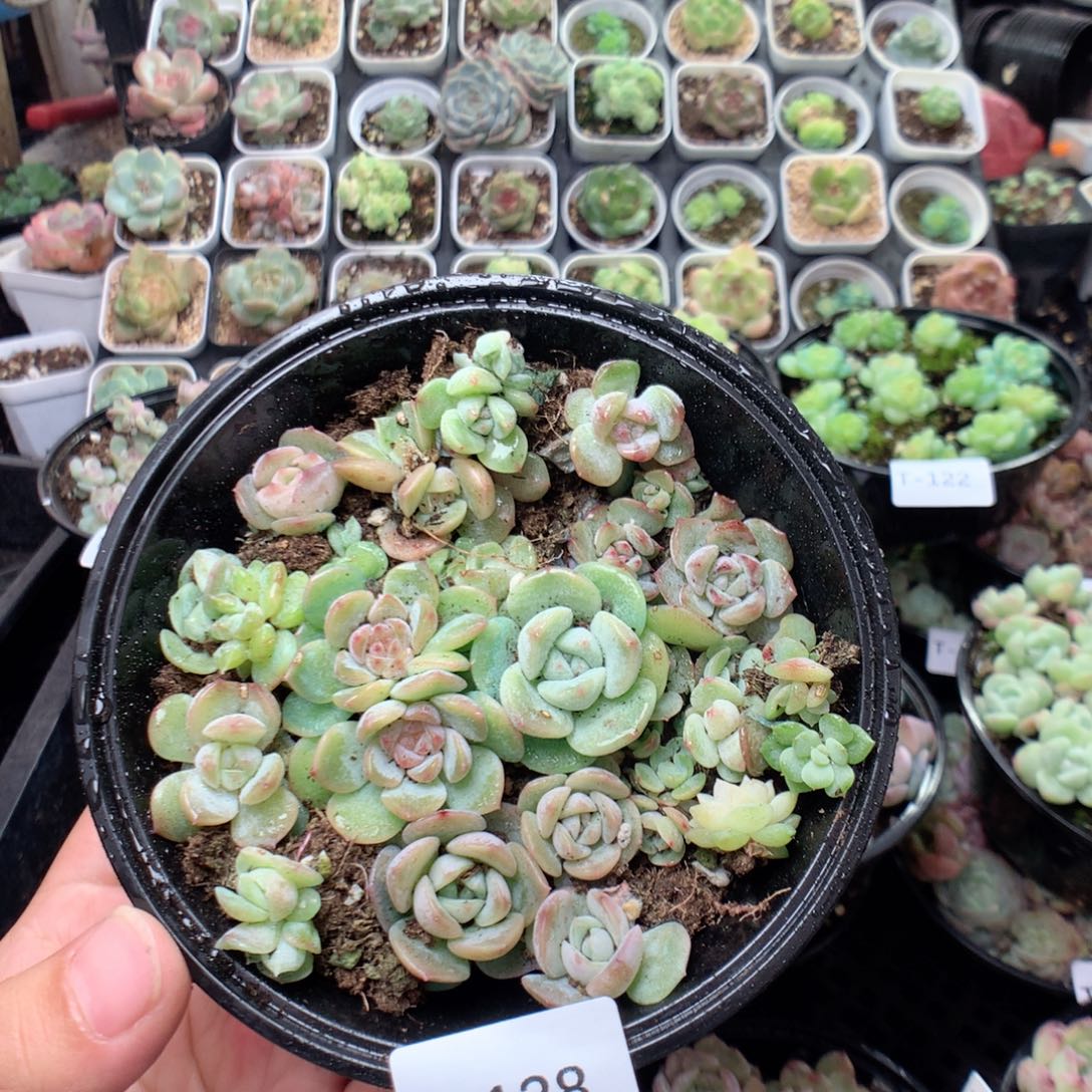 无花朵T128英语英语