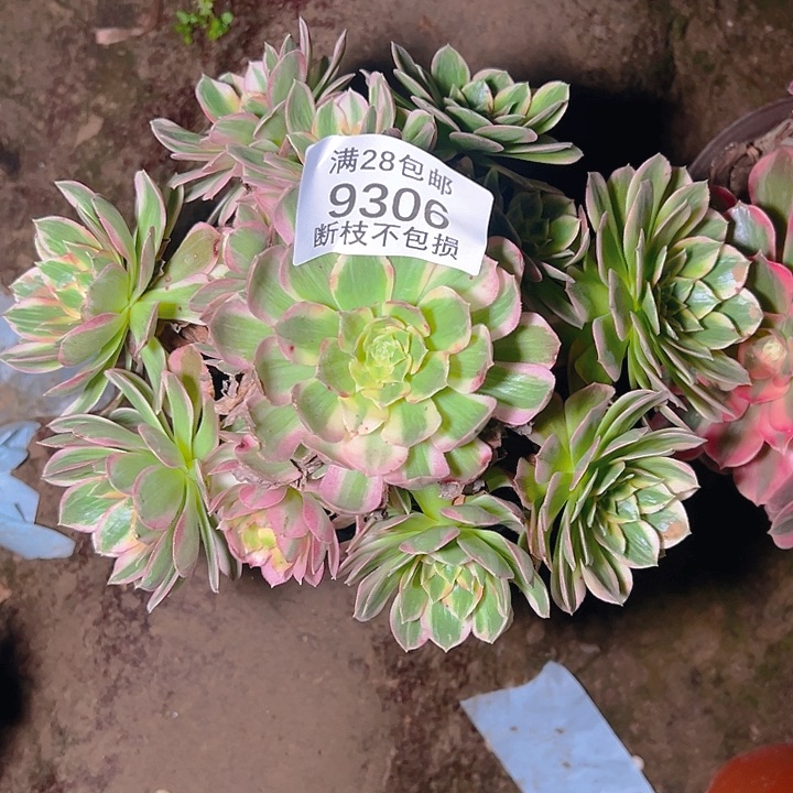 9306海仙多肉植物