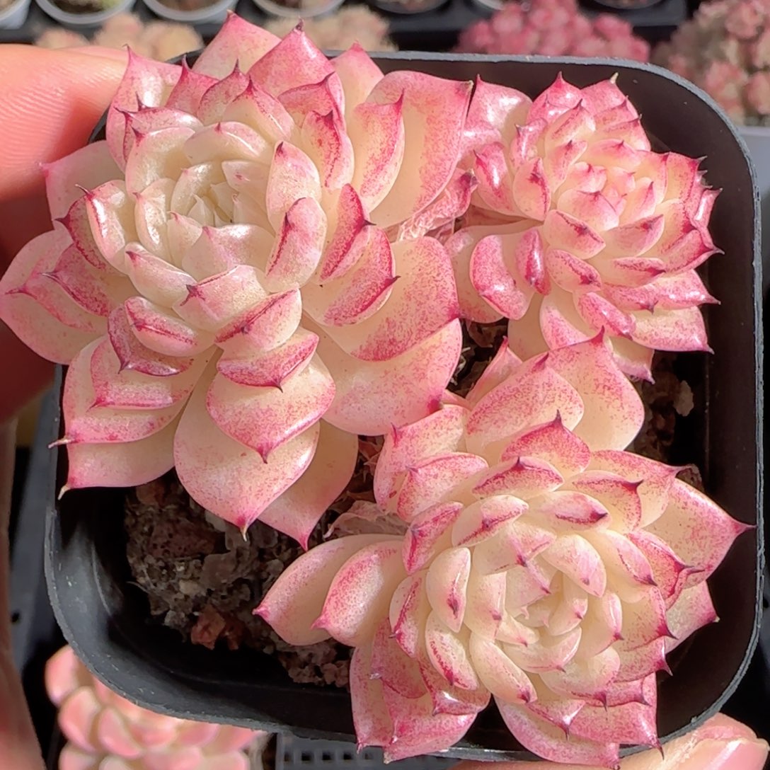 多肉1228-120小魔仙