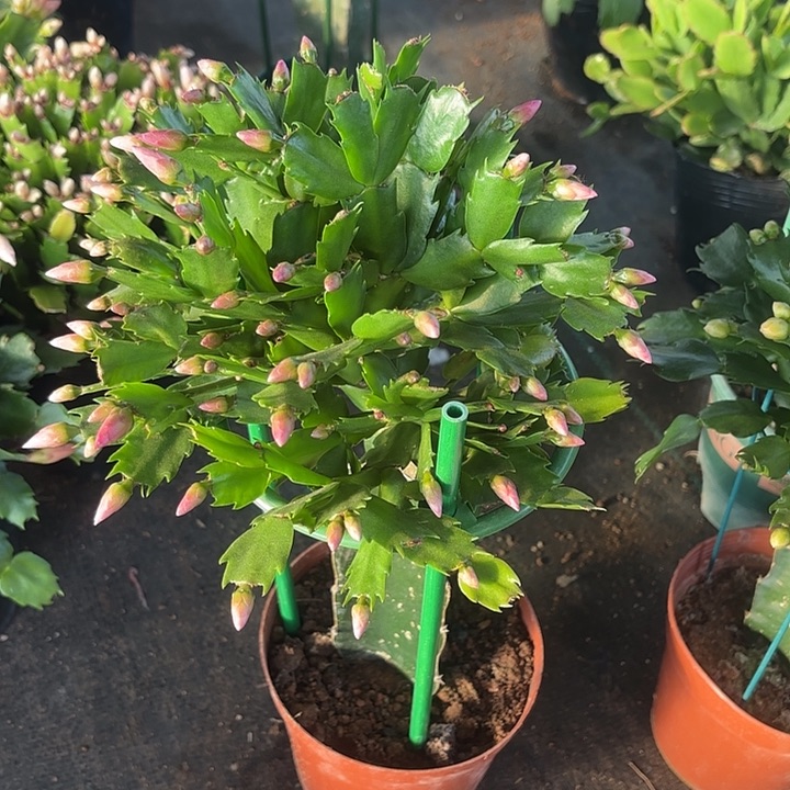 胖***妮当前无花栽培后可以开花