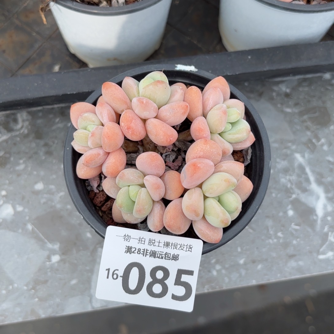 橘子洛神老桩多肉多肉