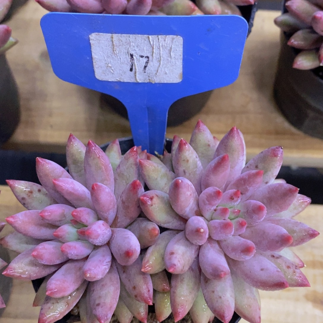 开心多肉，一单包邮，第2场