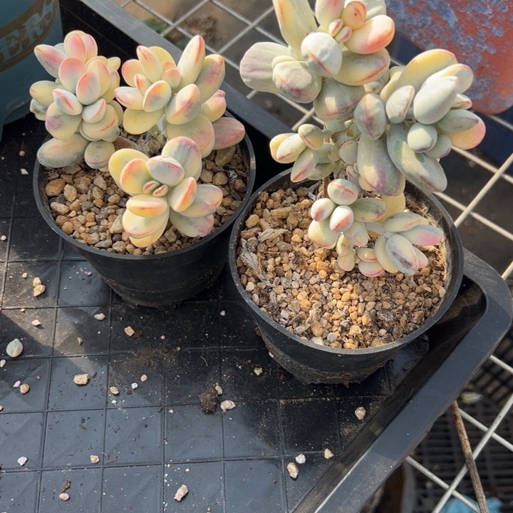 无花朵506号福娘锦两个