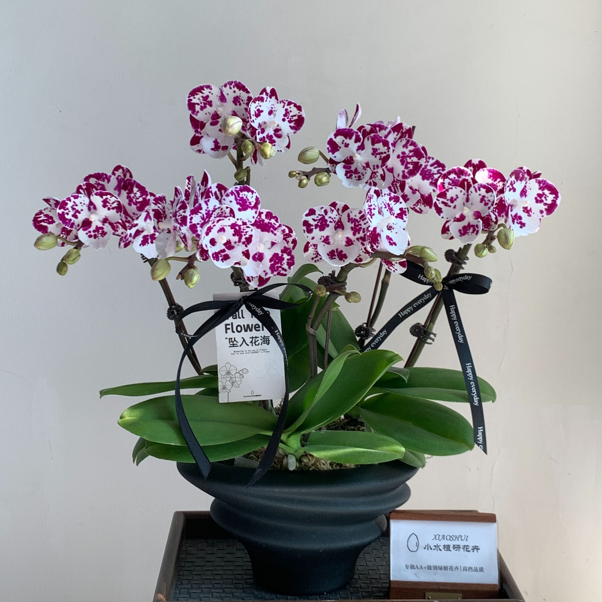 【熊猫波普Panda Pop】AA级蝴蝶兰小水  双属性 随机发