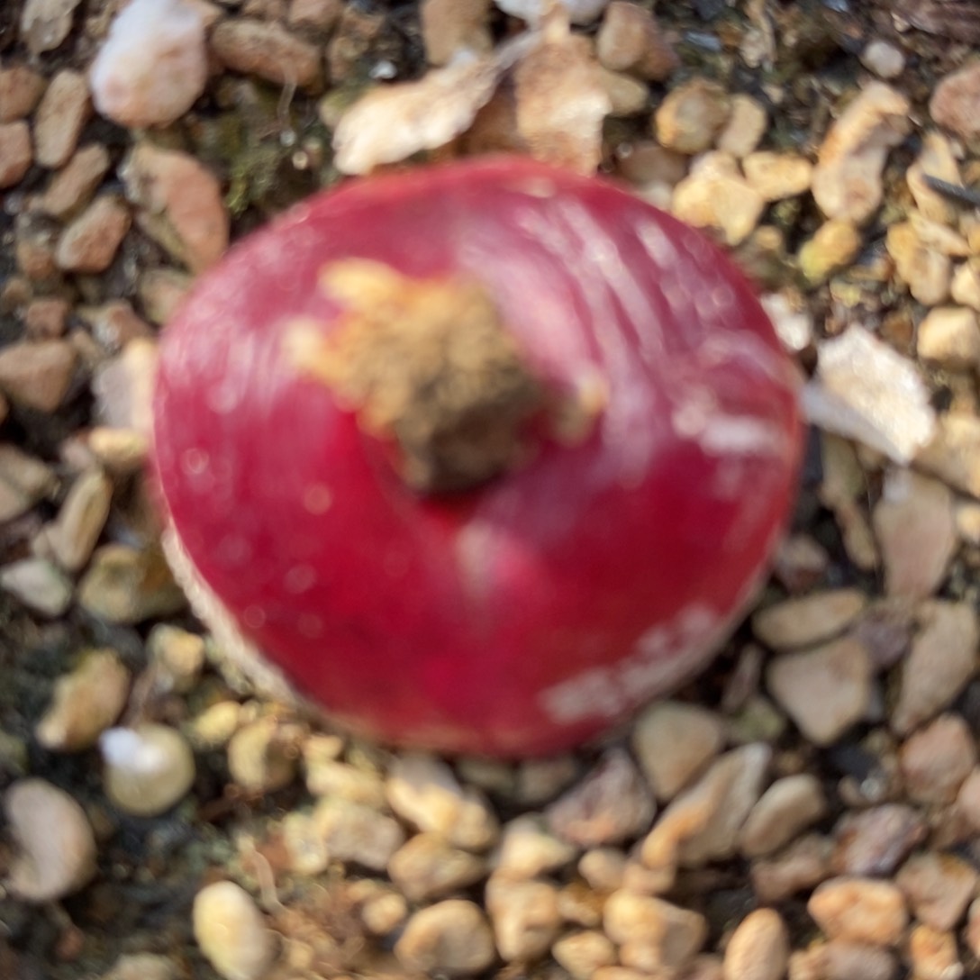 1449一颗一颗一颗