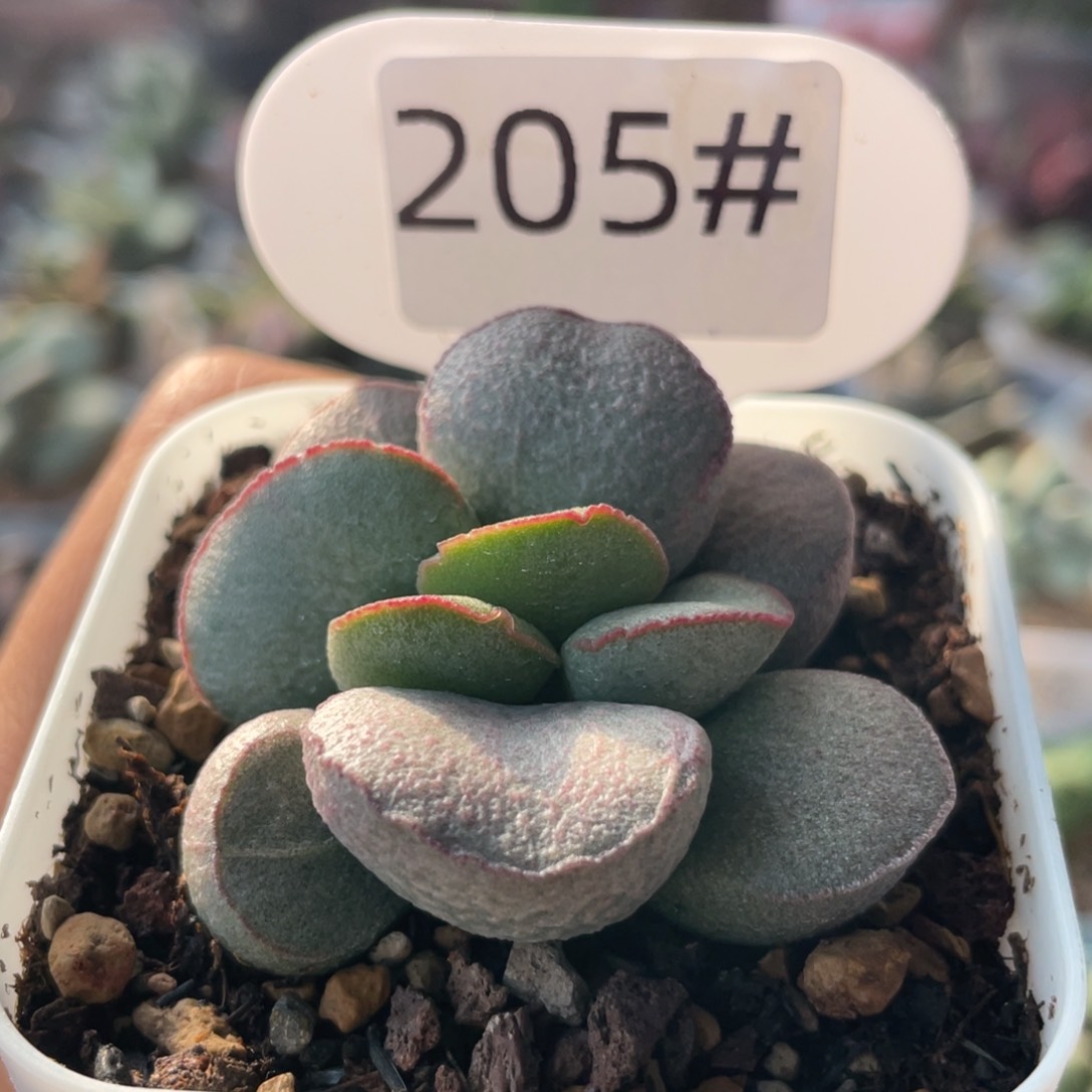        玉笛。 205。   