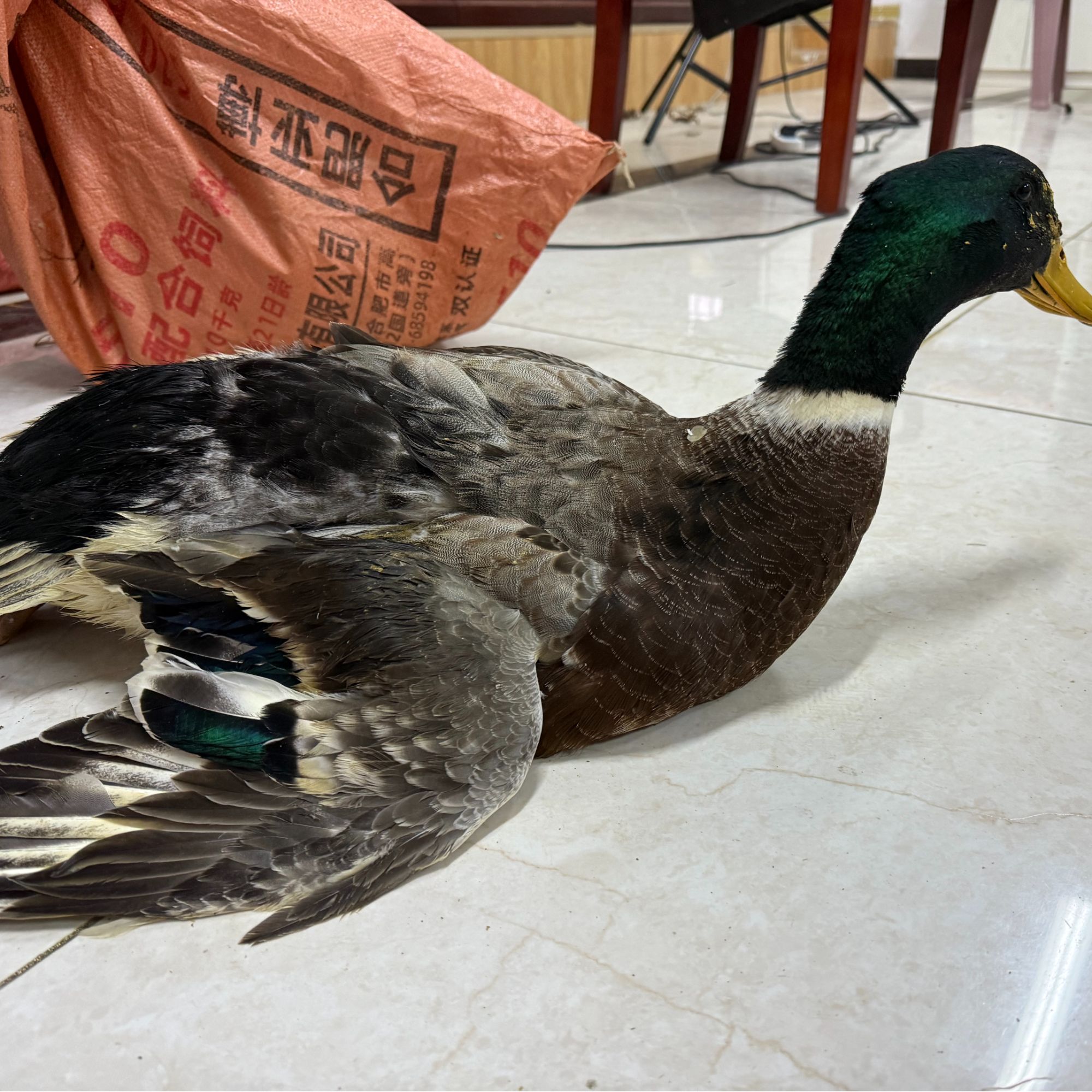 巢湖农家散养土鸭两只装