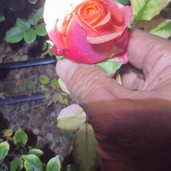 无花朵布拉裸根苗