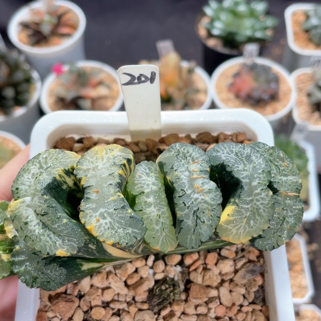 201北斋锦母本。    