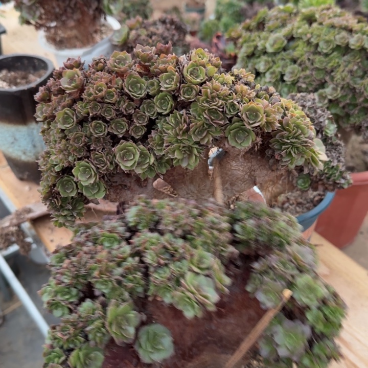 法师法师法师5563