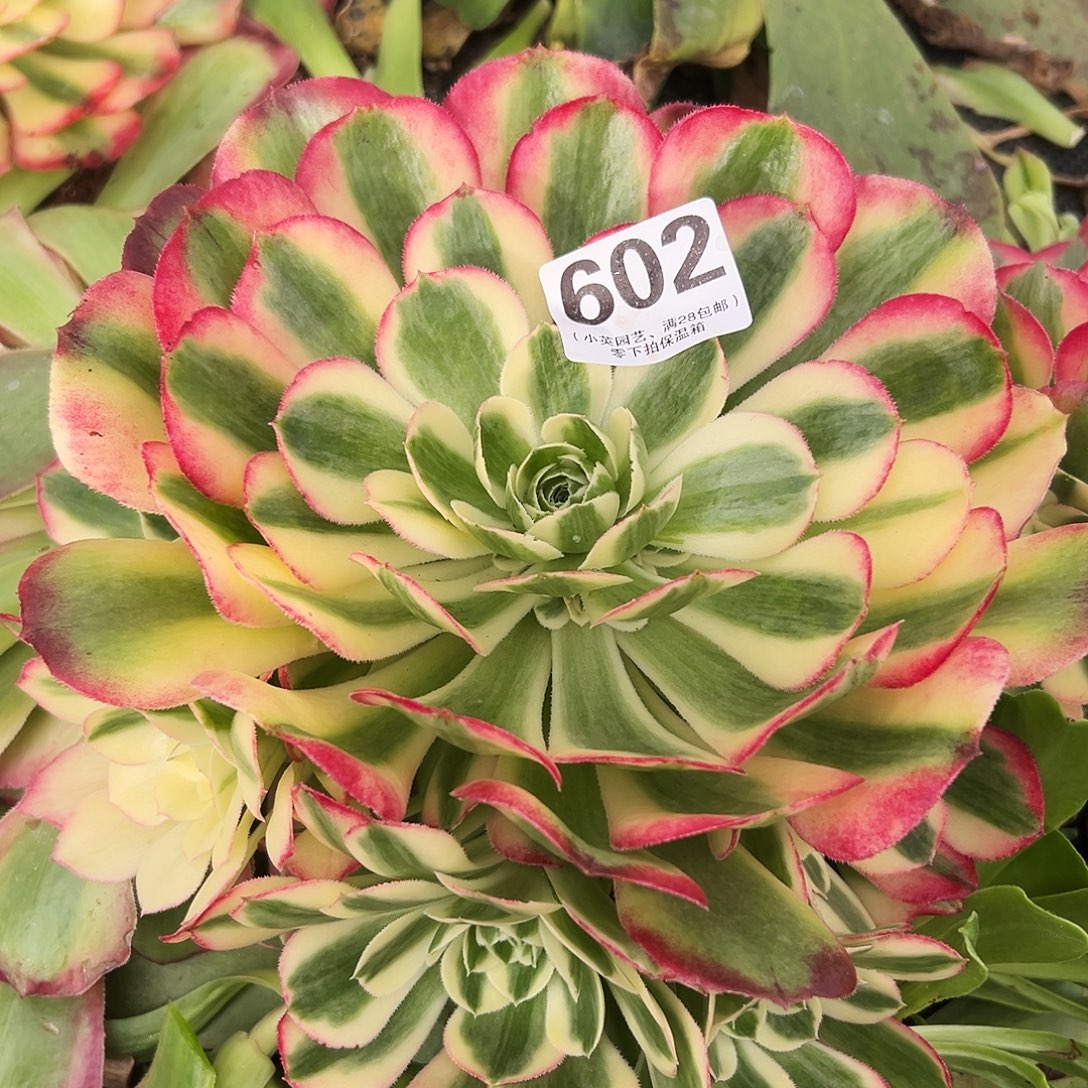 多肉植物602海棠法师