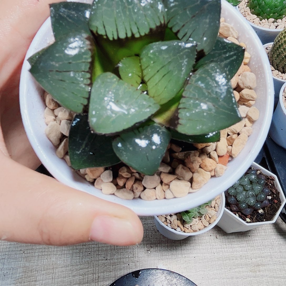 日月潭多肉植物5666