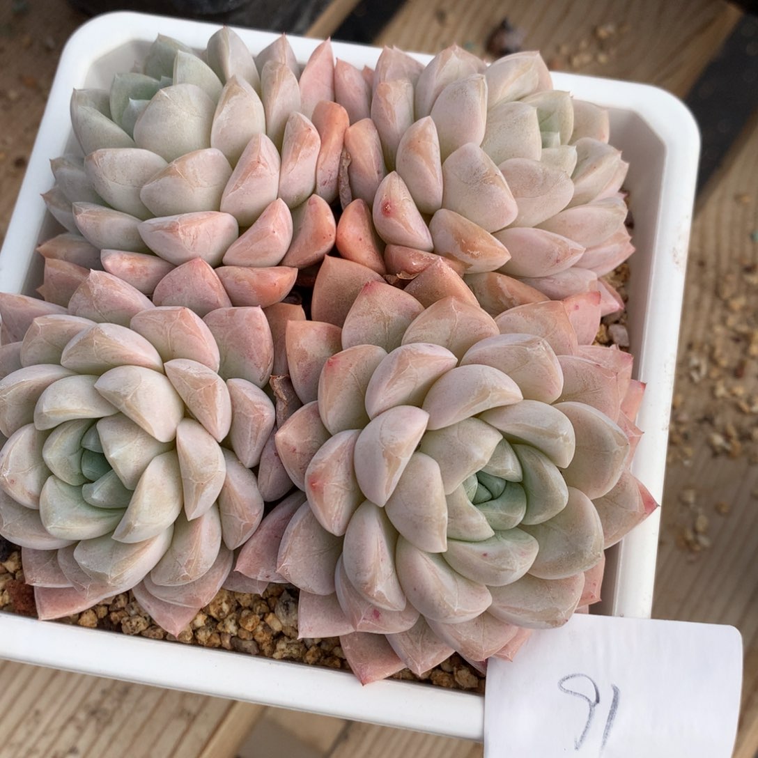 0203-91 奶油美人