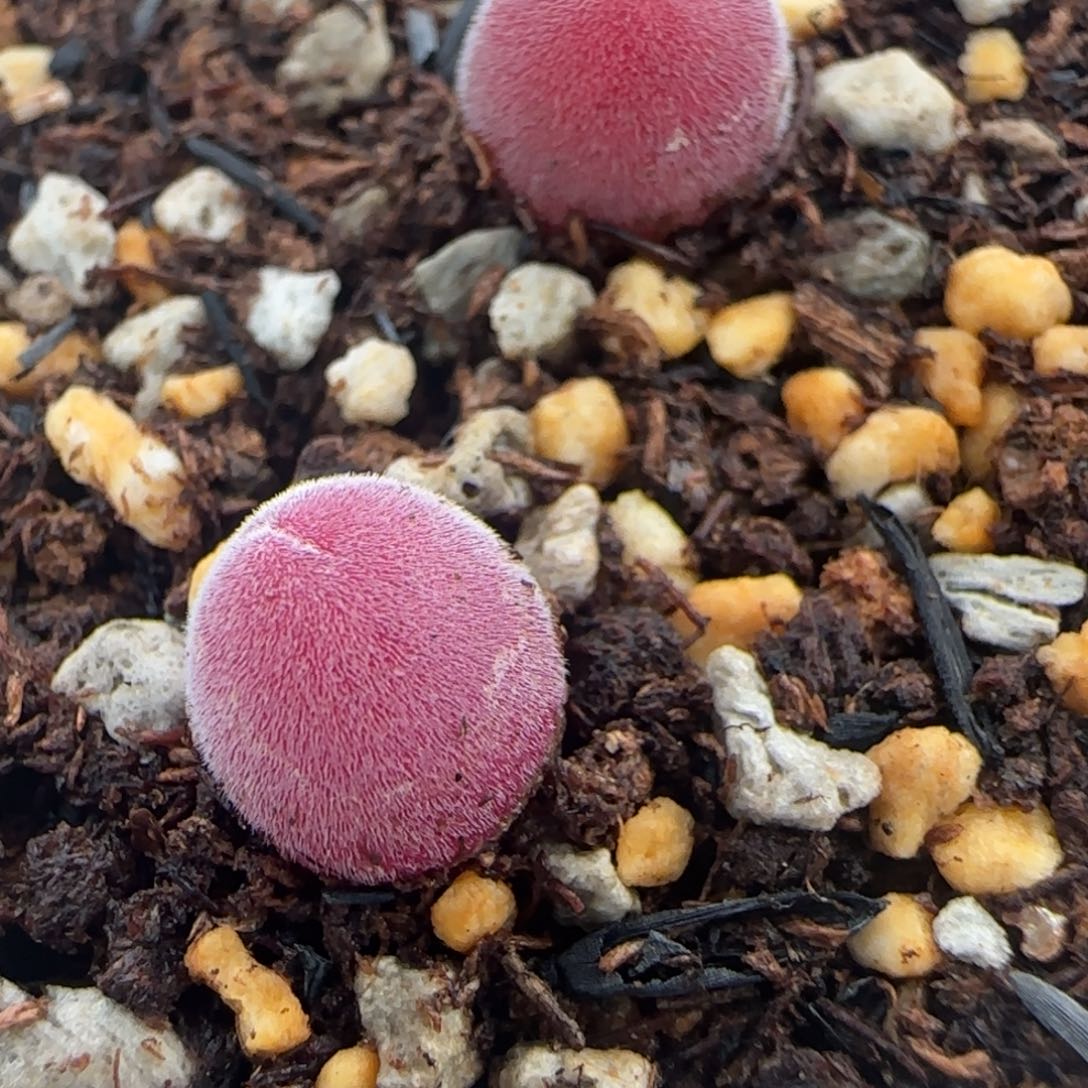 小****喵宝辉玉多肉植物两颗