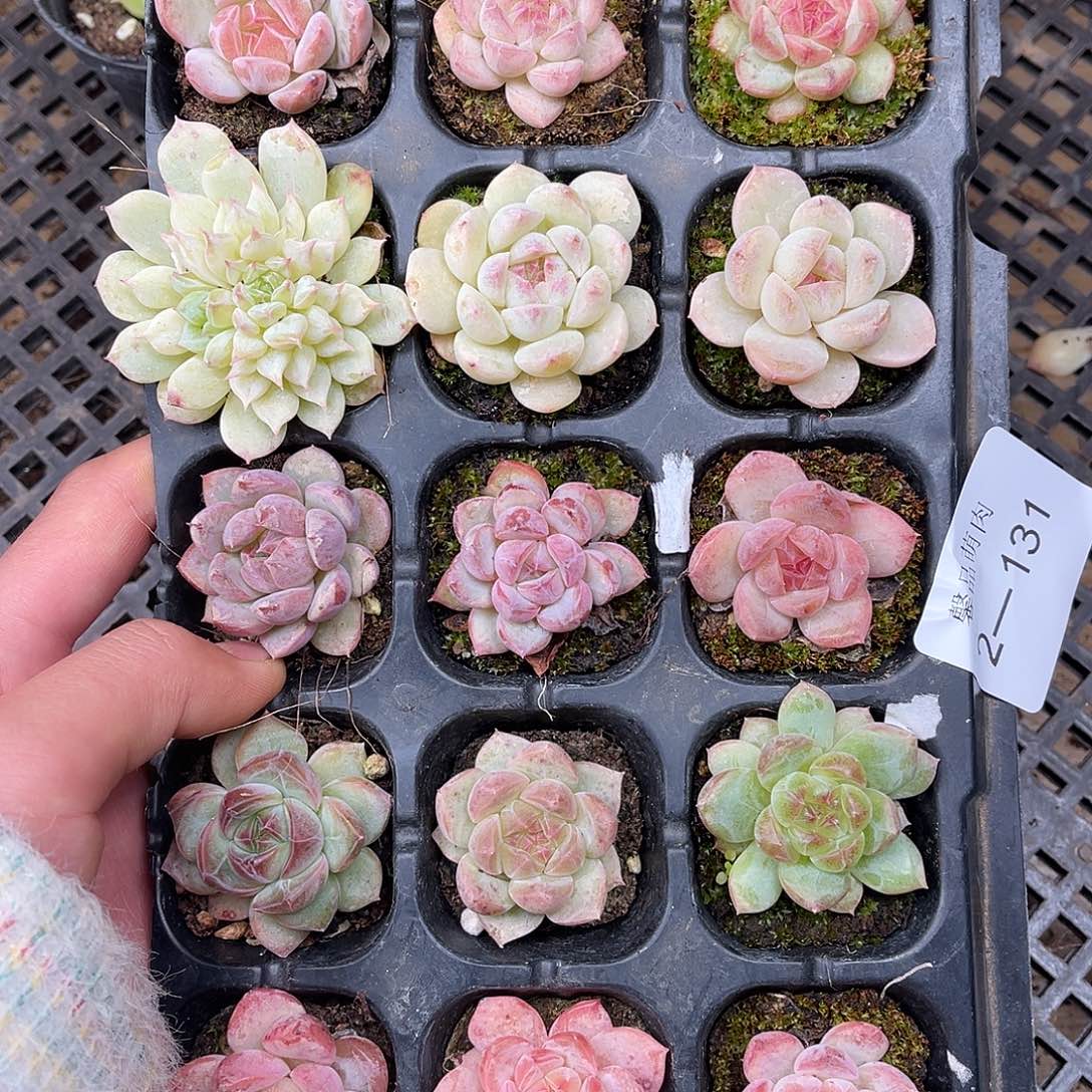 多肉一物一拍2-131