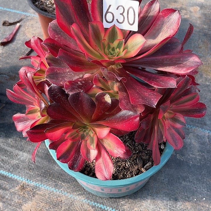 美杜莎630法师多肉