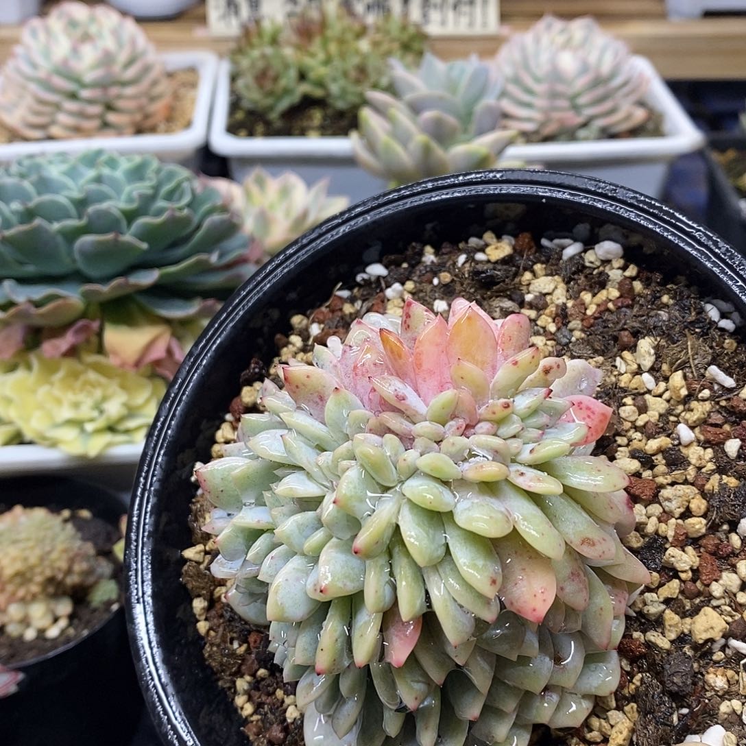 24180 橙梦露锦缀