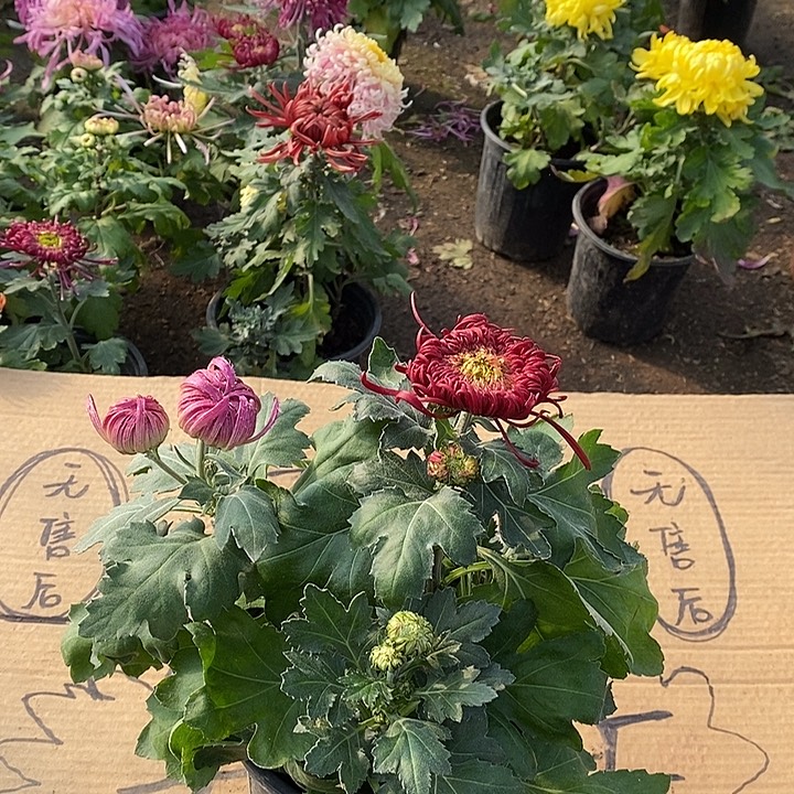 完全开放33333333333