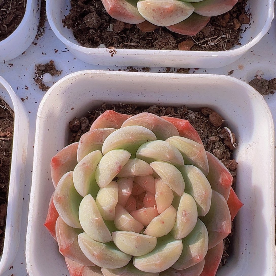 葡萄珍妮19包邮多肉