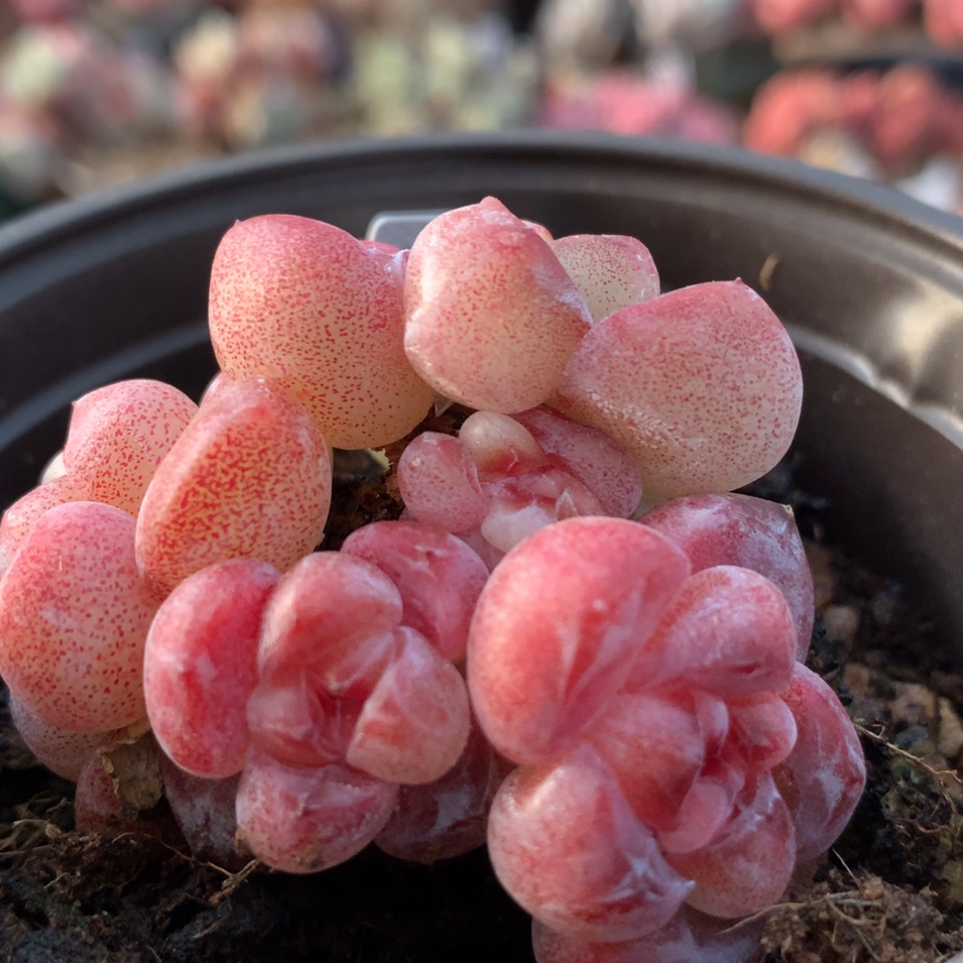 冰玉一物一拍 006