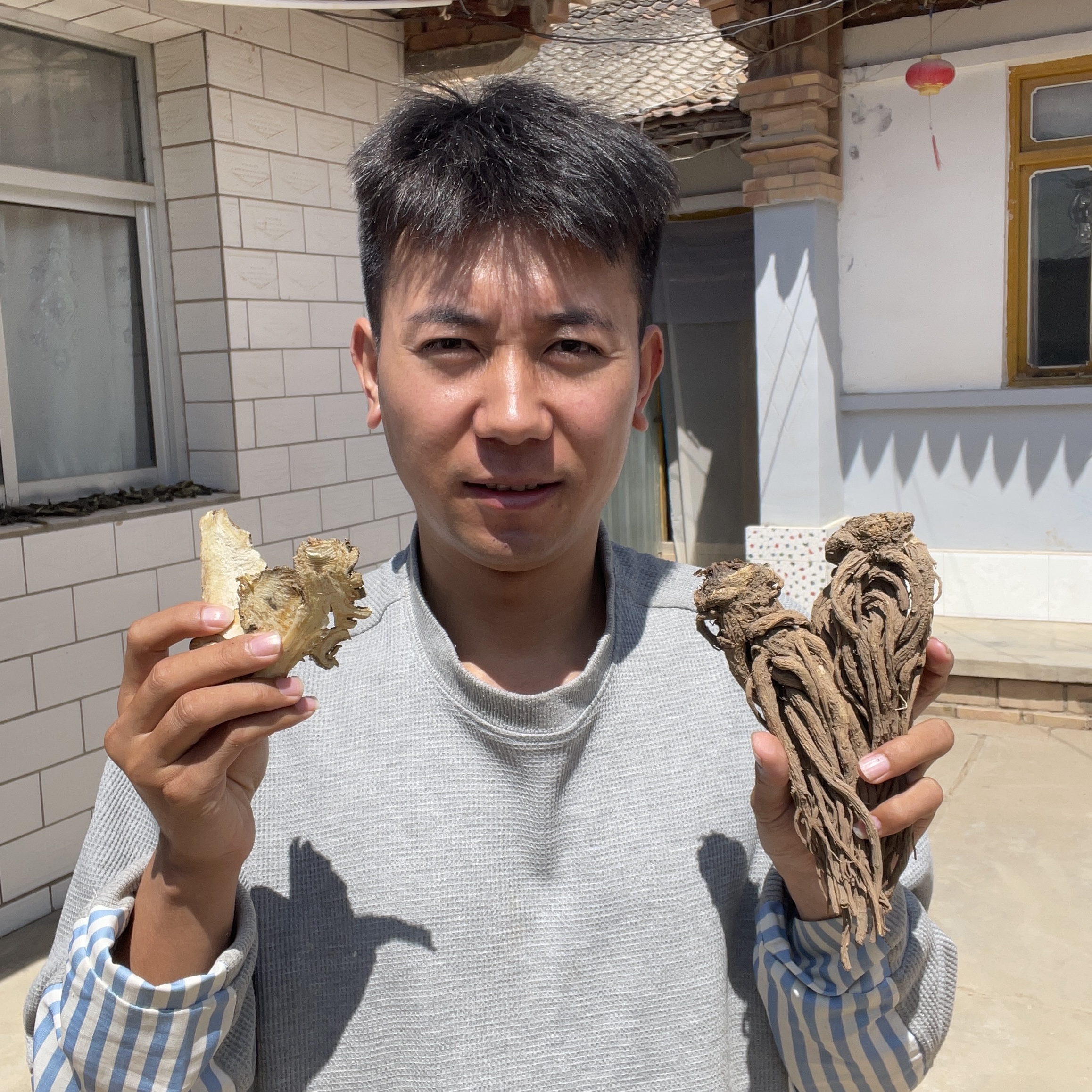 甘肃常搏士自家最新高海拔纯手工无硫当归片党参产地直销