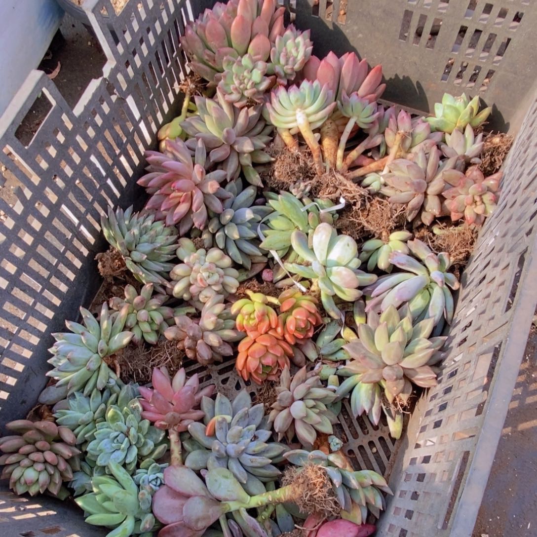 多肉多肉植物多肉植物不售后