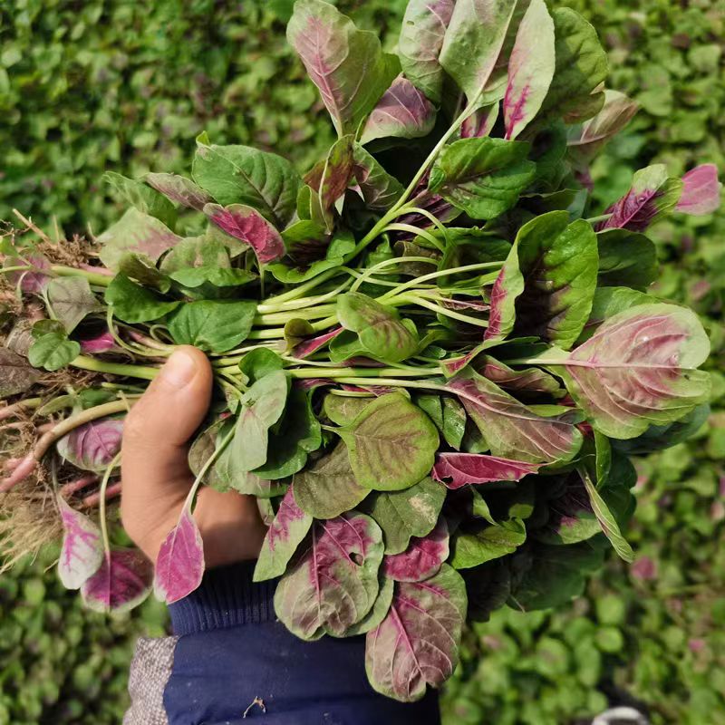 【顺丰包邮】农家自种红米苋现摘现发不泡水长寿菜