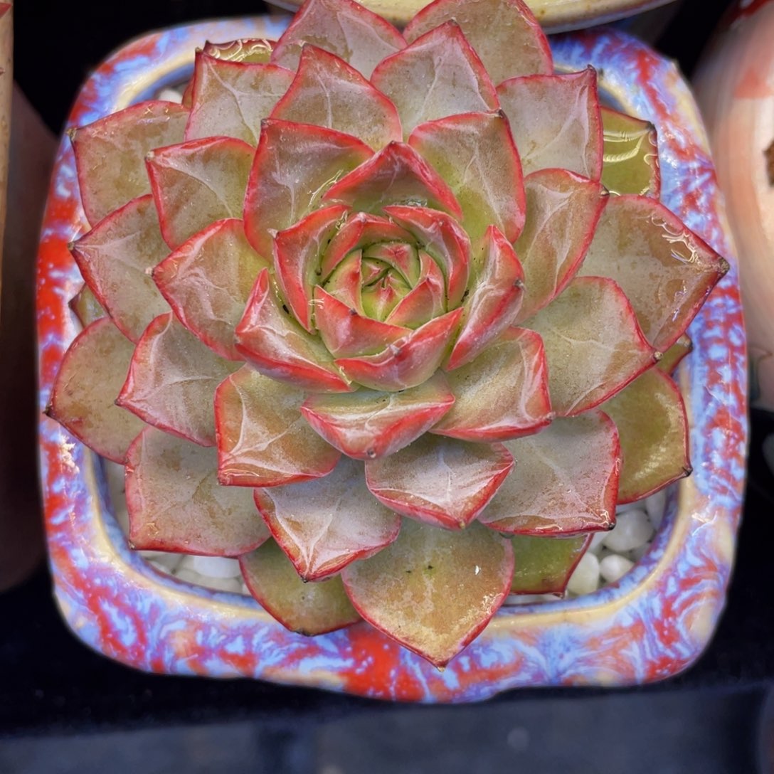 多肉植物盆栽多肉