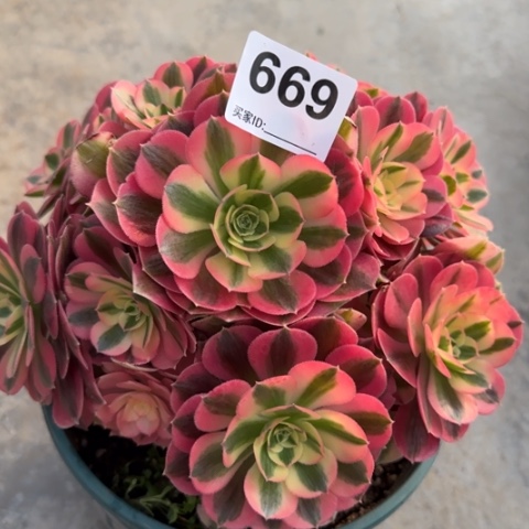 669女巫20厘米左右