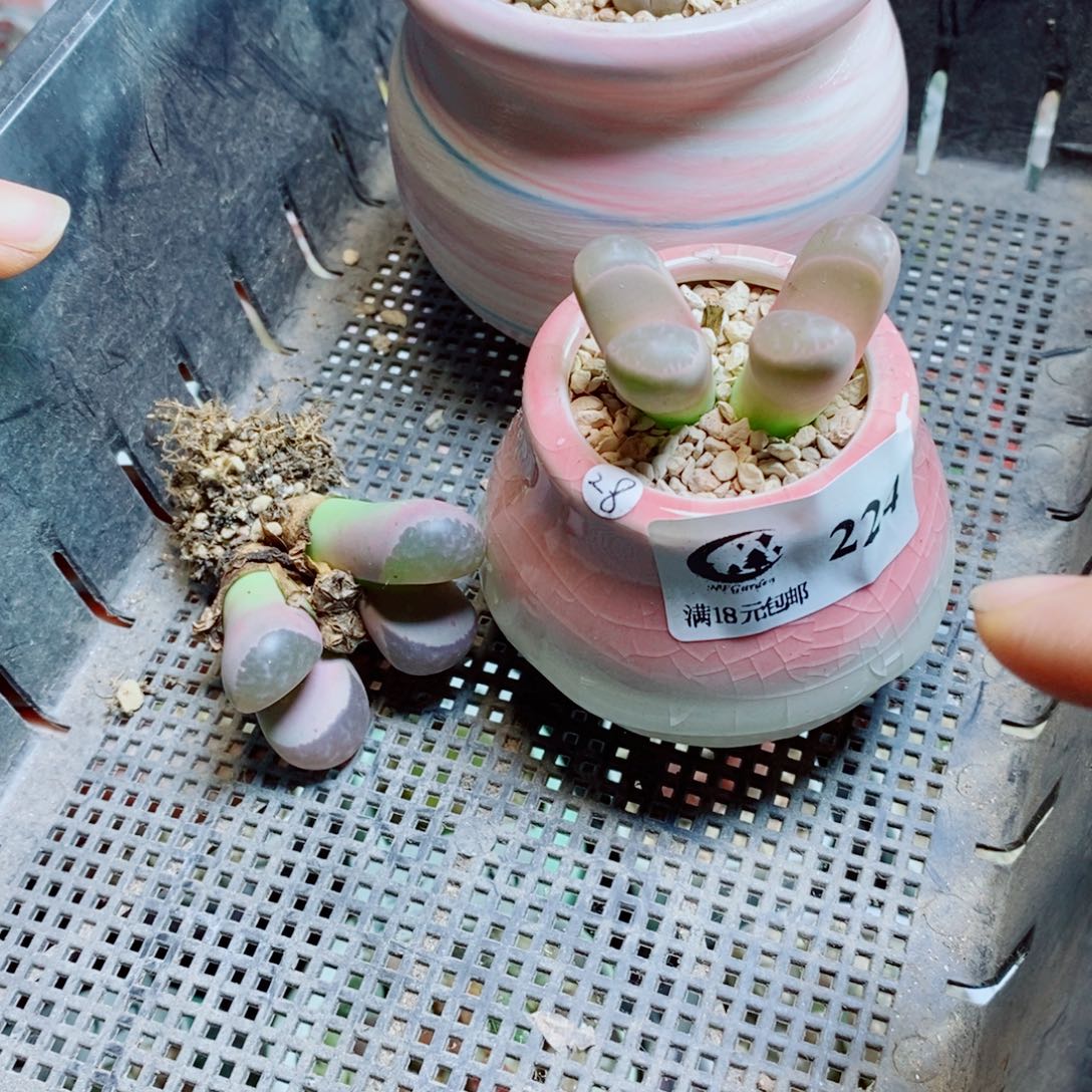 ^***蓉生石花花花花花花花224