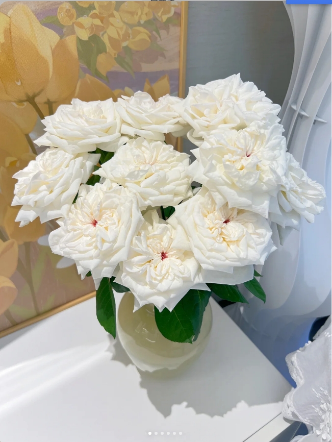 【带香味】白荔枝玫瑰10支（其中1枝不售后）+营养剂