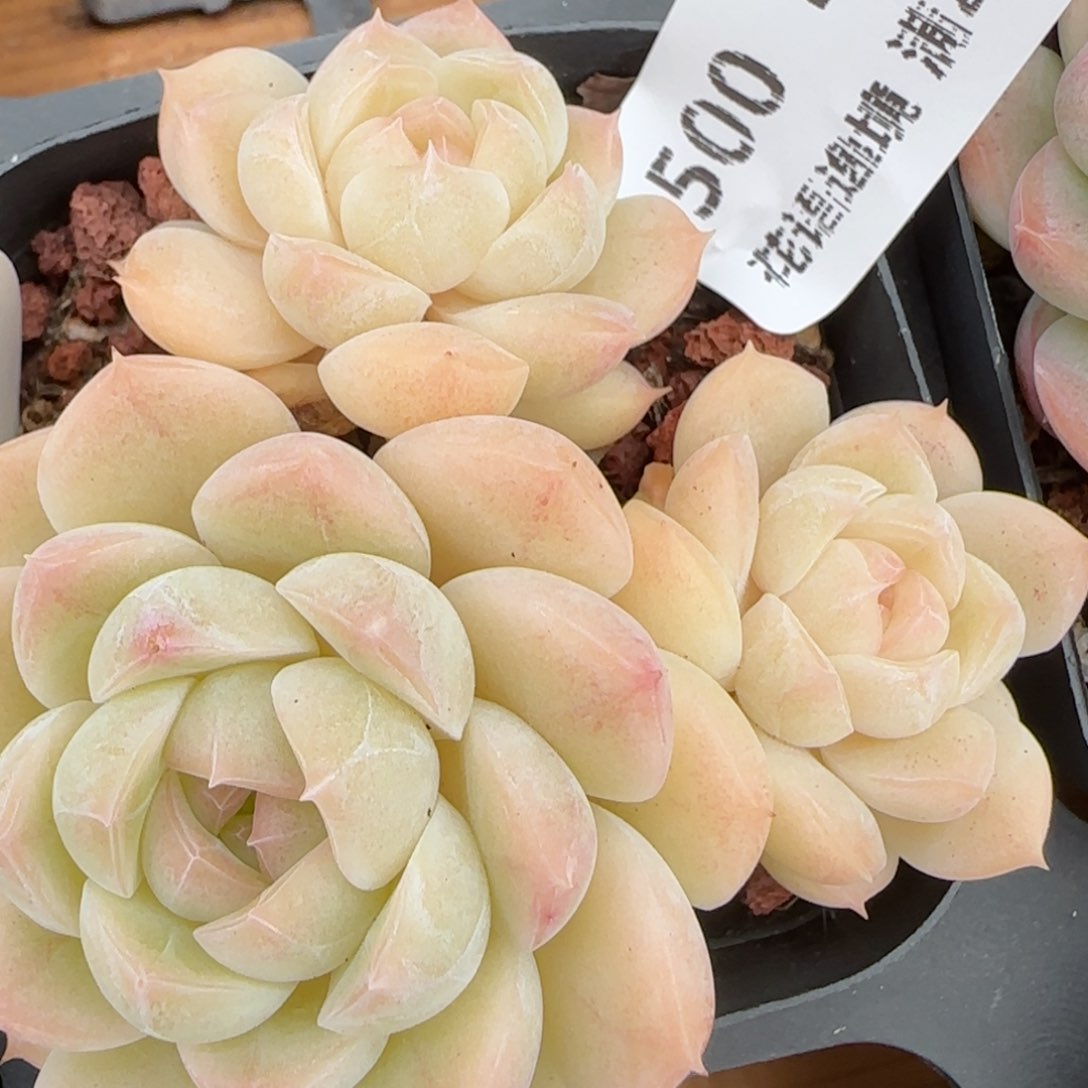 花语逸镜0214-500