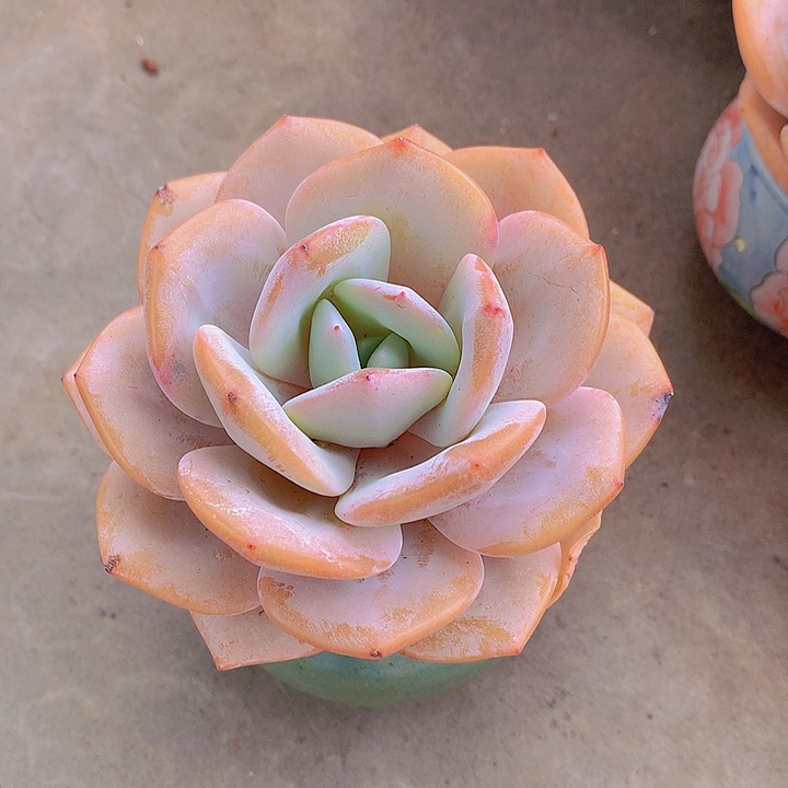 一物一拍，大单头奶茶老庄