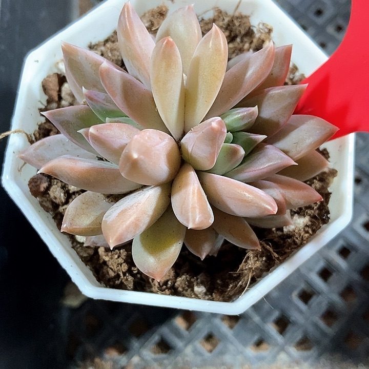 多肉植物美人655