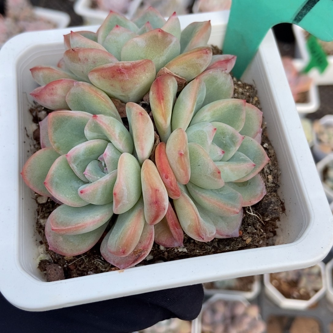 1604泡芙多肉植物