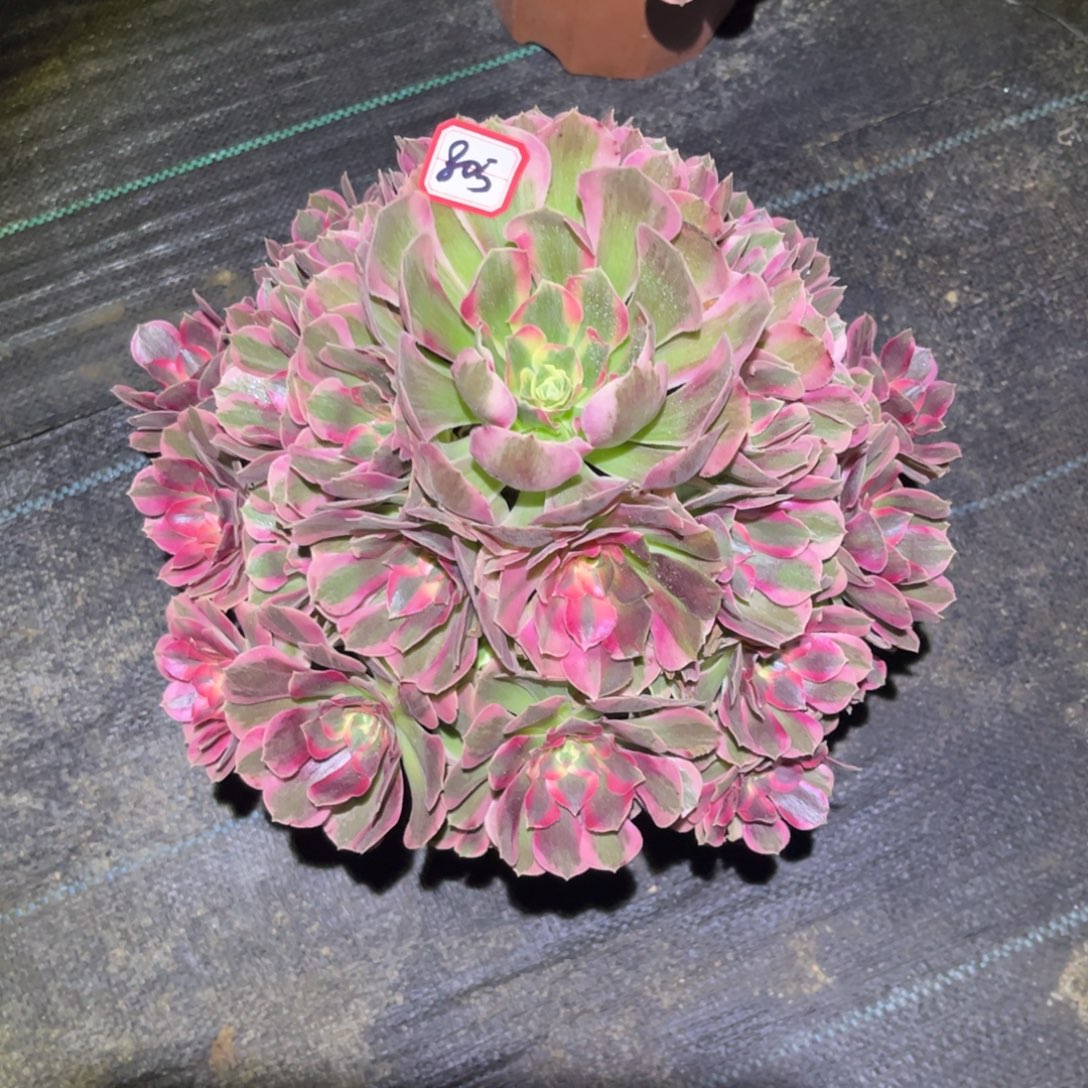 805多肉植物七彩石