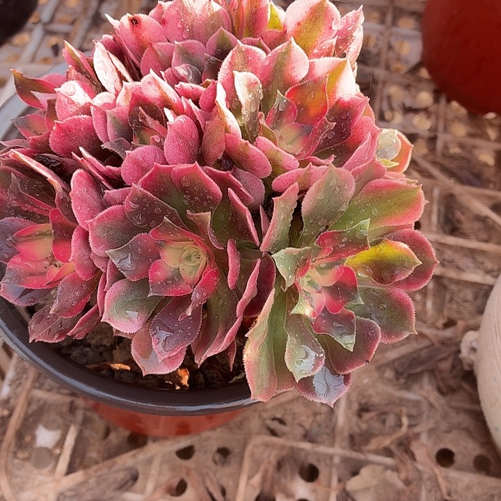 小香妃一棵脱土发货拼单