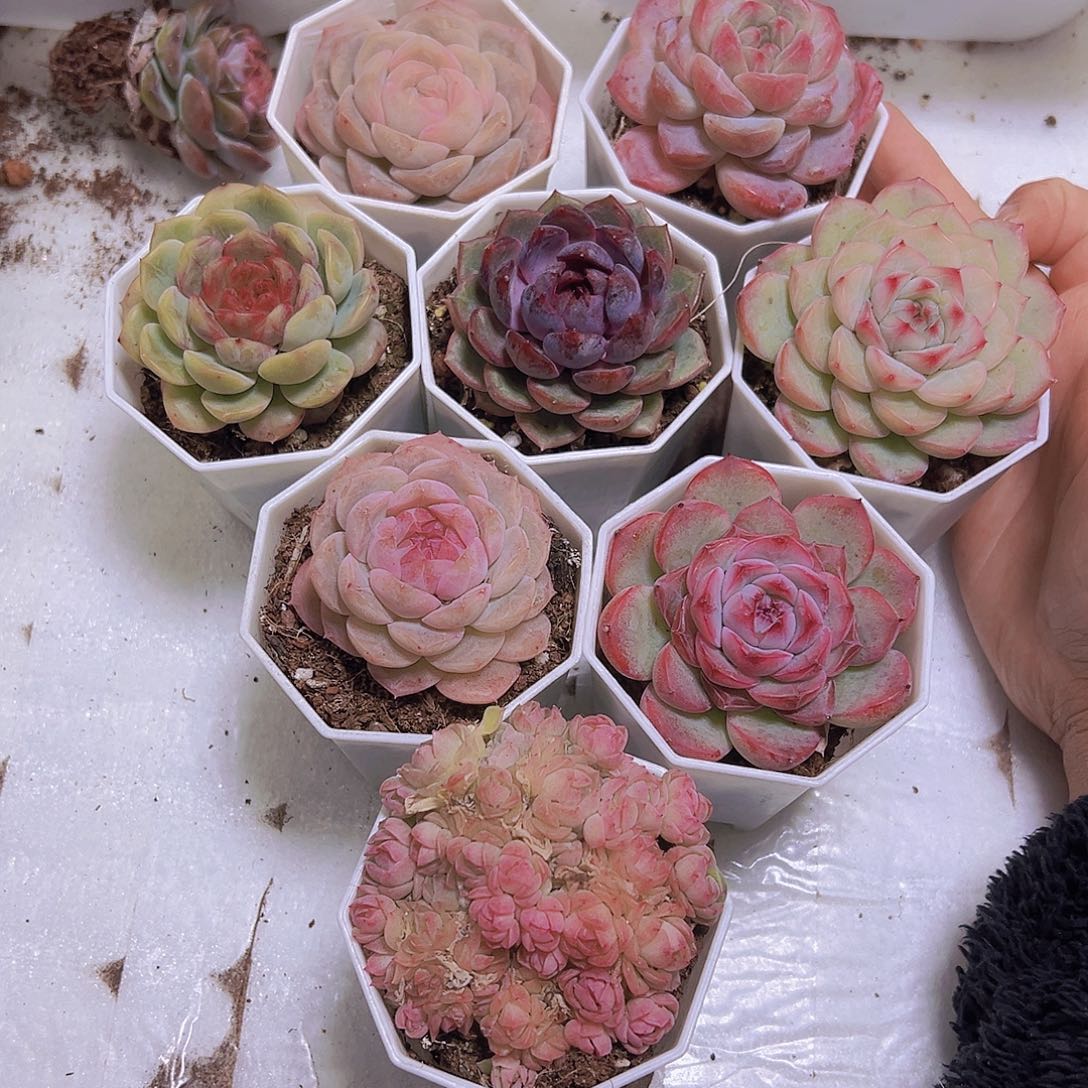 冰花组合8盆八角盆