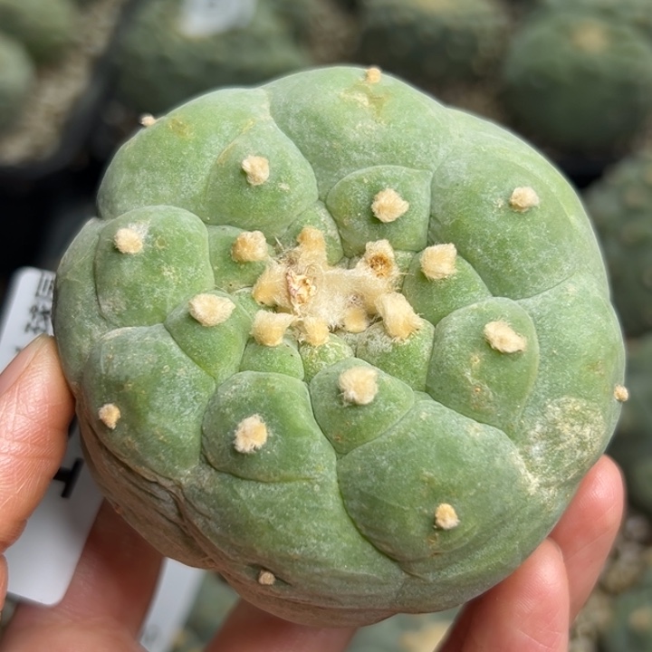 197 无根 仙人球的故事是