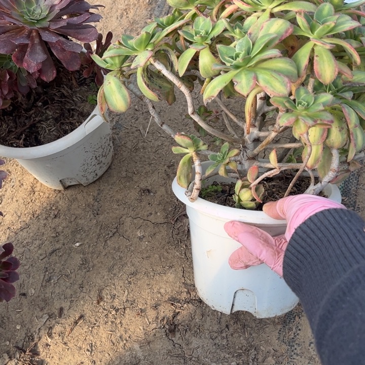 103星辰多肉法师不包断枝