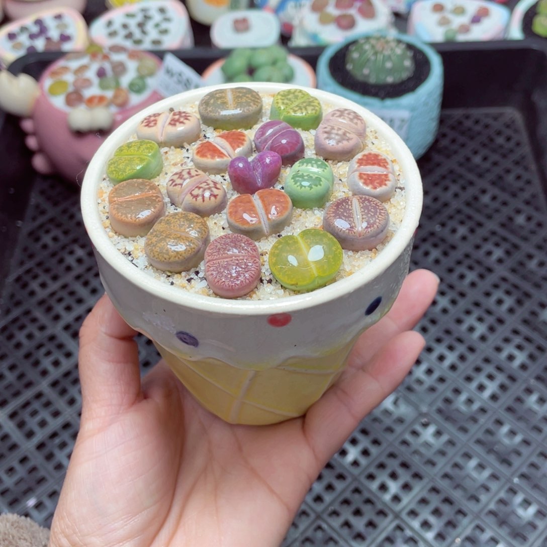 w5818 -零下地区拍保温箱-15支持寄养