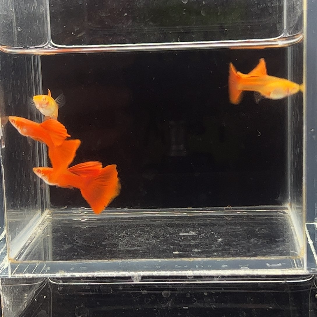 孔雀鱼两对大背血红