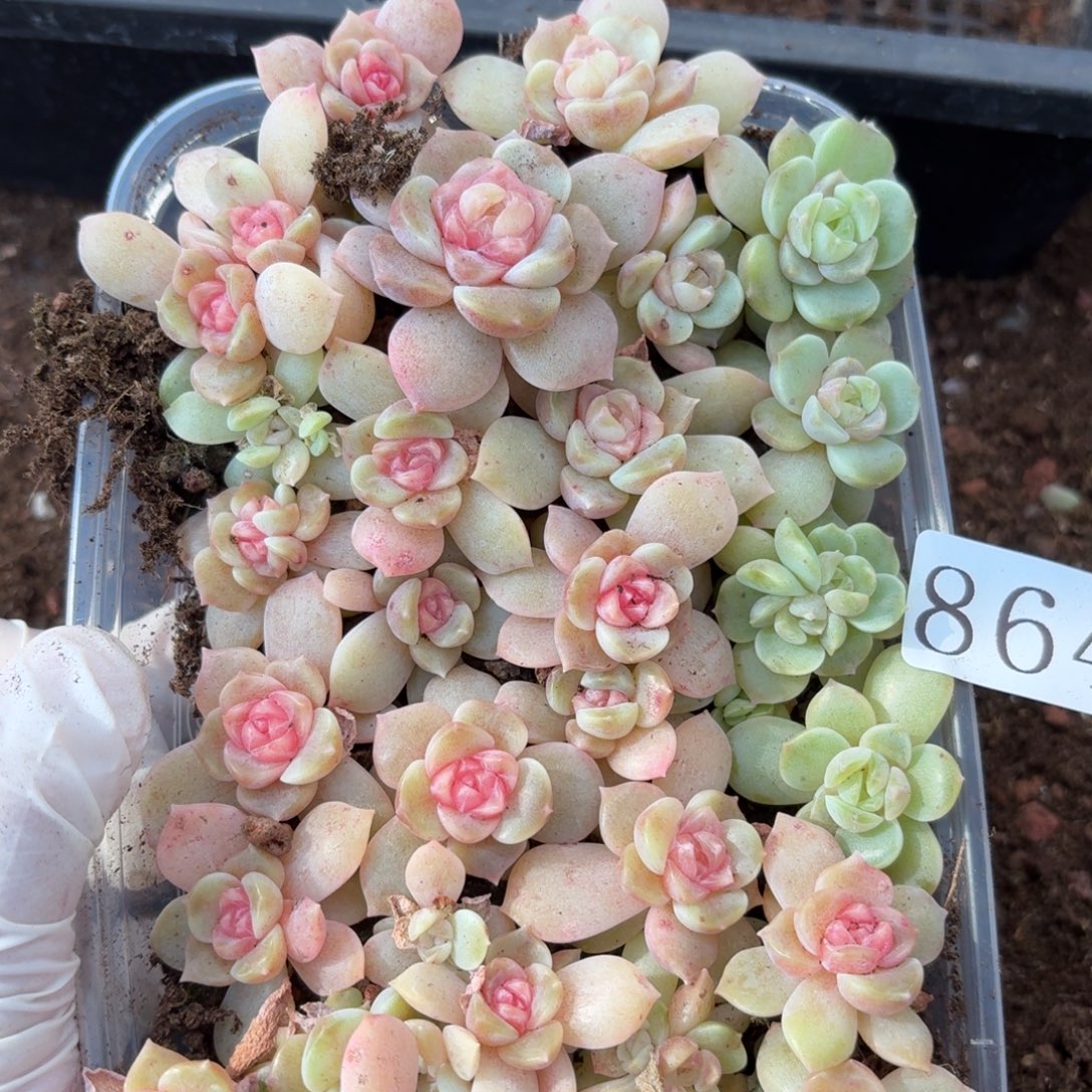 萌***记多肉植物多肉植物864