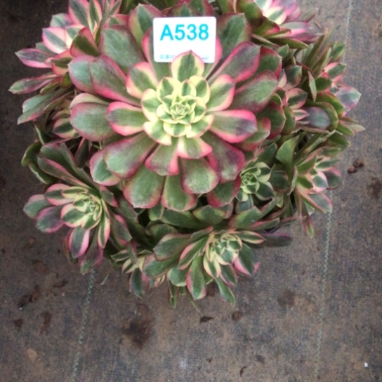 莉***莉无花朵法师多肉植物538号