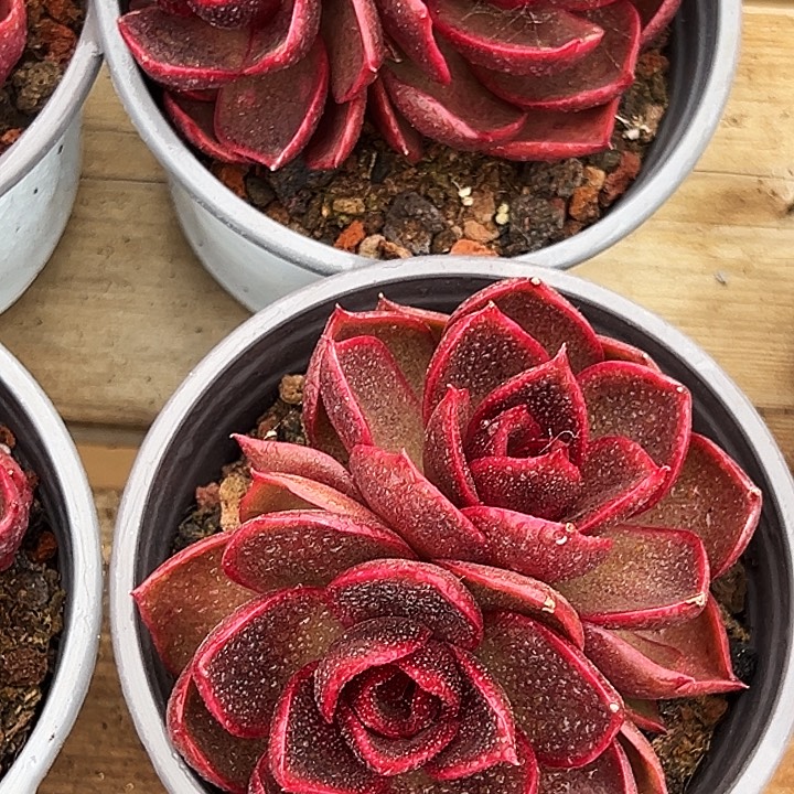 团  023 多头   血红灯