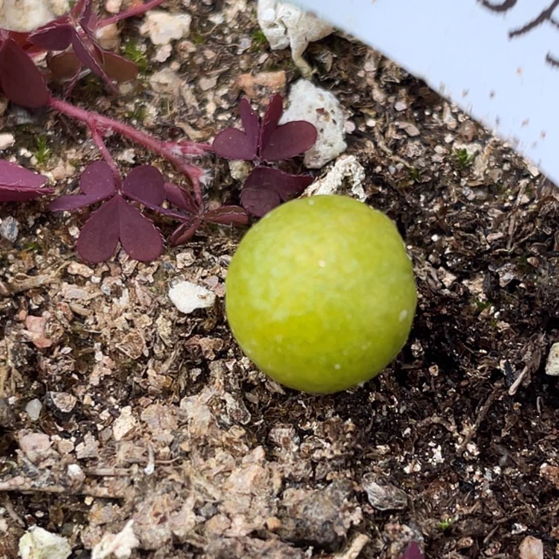 8-45玉米多肉植物