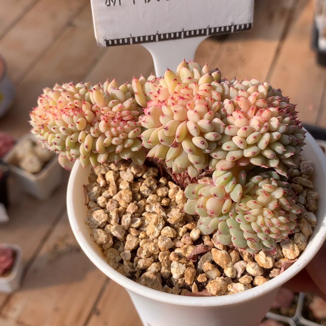 精品多肉白胖子缀化58包邮